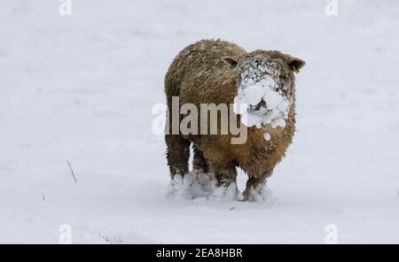 Sissinghurst, Royaume-Uni. 8 février 2021. Des moutons qui bissent dans un champ couvert de neige à Sissinghurst dans le Kent alors que Storm Darcy continue d'apporter des températures glaciales et des conditions météorologiques hivernales à la majeure partie de la moitié est du Royaume-Uni. Credit: Richard Crease/Alay Live News Banque D'Images