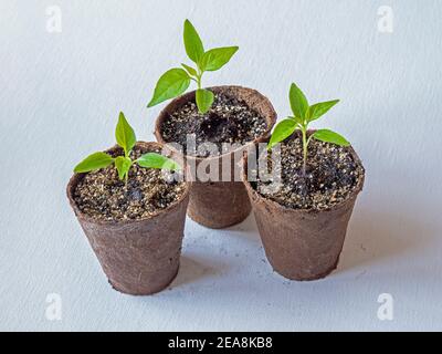 Trois plants de piment, variété Panier de feu, croissant dans des pots de fibres sur fond blanc Banque D'Images