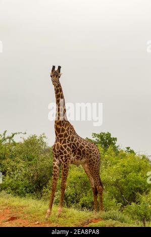 Girafe isolée à Tsavo East Park Kenya Banque D'Images