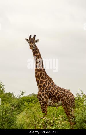 Girafe isolée à Tsavo East Park Kenya Banque D'Images