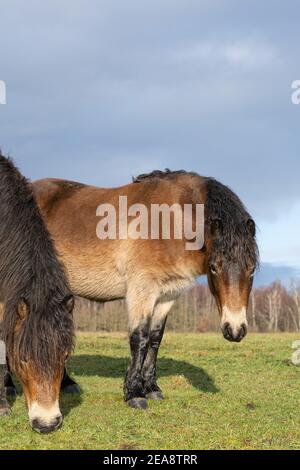 Troupeau de poneys sauvages d'Exmoor, Equus ferus caballus, se broutent dans une réserve naturelle Banque D'Images