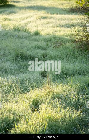 Empreintes de pas dans l'herbe du matin Banque D'Images