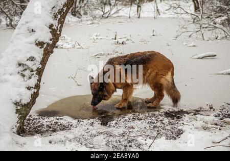 le vieux berger allemand boit de l'eau dans un petit trou dans la glace en hiver avec de la neige dans le forêt Banque D'Images