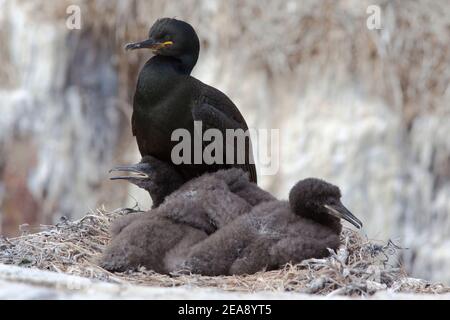 Shag, Phalacrocorax aristotelis, avec de jeunes sur son nid, Iles Farne, Northumberland, Angleterre Banque D'Images