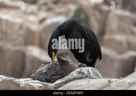 Shag (Phalacrocorax aristotelis) poussin de toilettage, Iles Farne, Northumberland, Royaume-Uni Banque D'Images