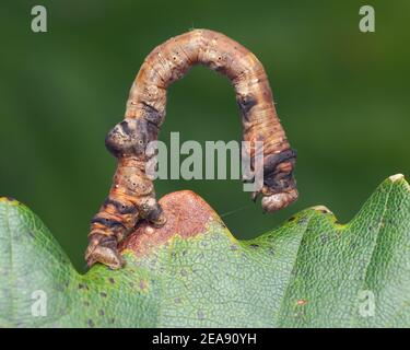 la chenille de l'aile brûlée (Plagodis dolabraria) rampant le long du bord de la feuille de chêne. Tipperary, Irlande Banque D'Images