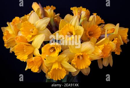 Gros plan d'un tas de jonquilles dorées en fleurs à l'intérieur sur fond noir. Banque D'Images