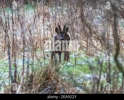 Cerf de Roe européen qui se forge dans une forêt par temps froid, Lothian Ouest, Écosse. Banque D'Images
