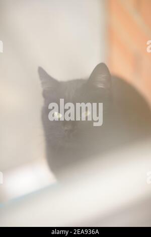 chat noir avec yeux verts, portrait doux, gros plan. Banque D'Images