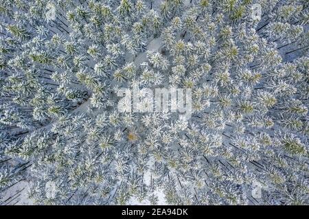 Vue aérienne de Drone de neige couvert Evergreen arbre de Noël forêt après neige Blizzard - blanc belles arbres. Banque D'Images