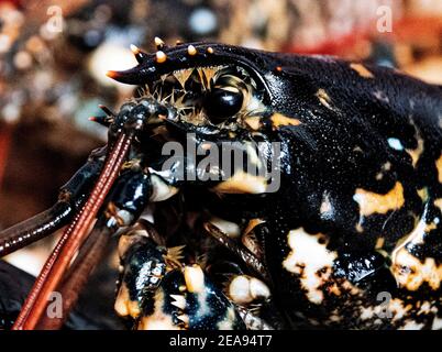 Homard frais sur une planche de bois de homard cru Banque D'Images