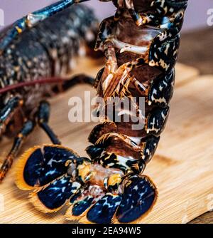 Homard frais sur une planche de bois de homard cru Banque D'Images