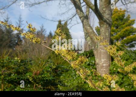 Fleurs d'hiver jaunes sur un arbuste de Hazel de sorcière (Hamamelis x intermedia 'pallida') croissant dans un jardin de Cottage de campagne dans le Devon rural, Angleterre, Royaume-Uni Banque D'Images