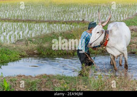 Cultivateur de riz avec du boeuf blanc labourant les champs, Inde Banque D'Images