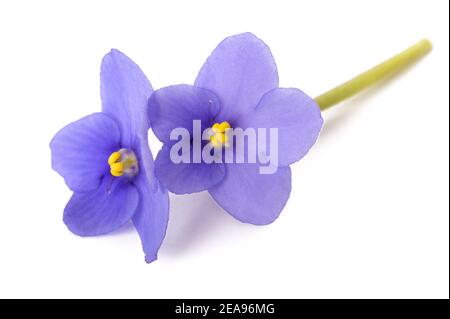 Les violettes africaines (Saintpaulia) isolé sur fond blanc Banque D'Images