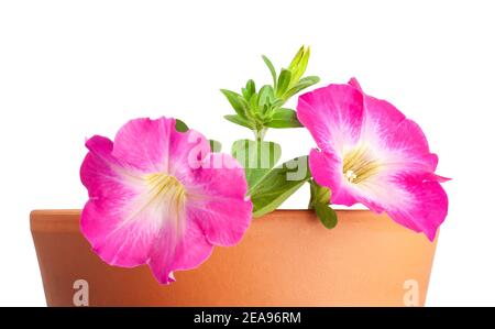 Surfinia rose fleurs pétunia isolées sur fond blanc Banque D'Images