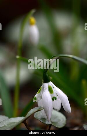 double entête galanthus,doubles Snowdrops,doubles,neigdrop,neigdrops,printemps,fleur,fleurs,floraison,blanc,marquage vert,marquage,marquage,RM Flora Banque D'Images