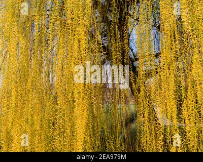 Saule pleurant en fleurs au printemps Banque D'Images