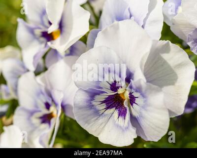 Marguerite blanc-violet Banque D'Images