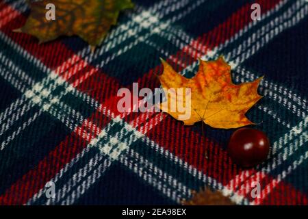 Flou artistique gros plan sur la feuille d'érable jaune. Ambiance automnale confortable avec foulard à carreaux rouges feuilles d'érable, châtaignier, mise en page. Vue de dessus. Maquette de Banque D'Images