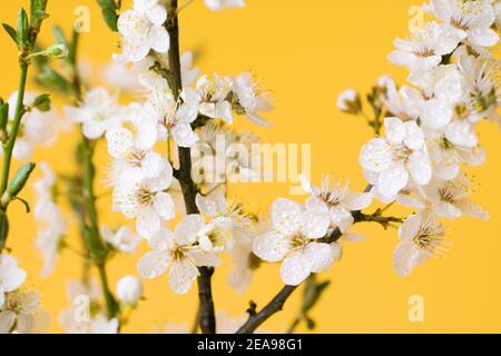 Délicates branches à fleurs printanières gros plan sur fond jaune. Beauté naturelle des détails. Le concept du printemps, de la féminité, de la sensualité. Banque D'Images