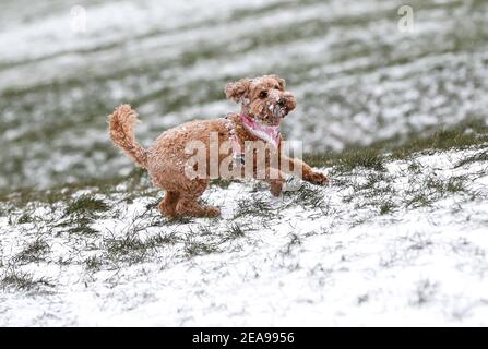 Londres, Grande-Bretagne. 8 février 2021. Un chien joue dans la neige à Londres, en Grande-Bretagne, le 8 février 2021. POUR ALLER AVEC "maintenant, les avertissements de glace émis pour la plupart des parties du Royaume-Uni" crédit: Han Yan/Xinhua/Alamy Live News Banque D'Images