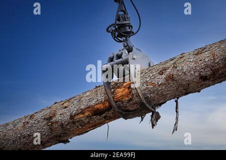 L'accessoire de grappin de chargeuse forestière charge des grumes en bois sur un chantier, détail, ciel bleu comme arrière-plan. Banque D'Images