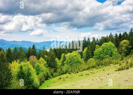forêt sur la prairie herbacée dans les montagnes. magnifique paysage de campagne par jour ensoleillé. nuages sur le ciel bleu au-dessus de la crête borzhava éloignée. spr Banque D'Images