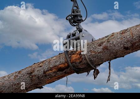 L'accessoire de grappin de chargeuse forestière charge les grumes en bois sur un chantier, les détails, le ciel comme arrière-plan. Banque D'Images