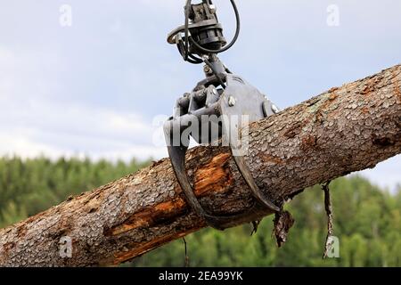 L'accessoire de grappin de chargeuse forestière charge les grumes en bois sur un chantier, les détails, le ciel et le fond forestier. Banque D'Images