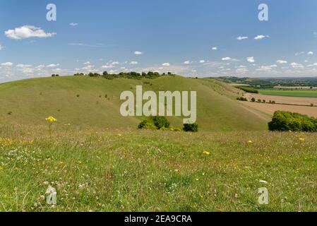 Pewsey Downs et The Vale of Pewsey, vus de Knapp Hill en été, près de Devozes, Wiltshire, Royaume-Uni, juillet. Banque D'Images