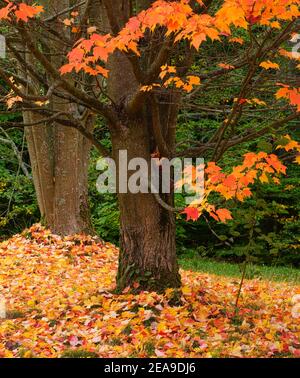 Europe, Allemagne, Hesse, Marburg, jardin botanique de l'Université Philipps sur les montagnes de Lahn, érable rouge (acer rubrum) dans les feuilles d'automne Banque D'Images