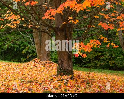 Europe, Allemagne, Hesse, Marburg, jardin botanique de l'Université Philipps sur les montagnes de Lahn, érable rouge (acer rubrum) dans les feuilles d'automne Banque D'Images