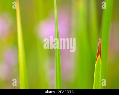 Europe, Allemagne, Hesse, Marburg, jardin botanique de l'Université Philipps sur la Lahnberge, feuilles de queue de chat (Typha latifolia) Banque D'Images