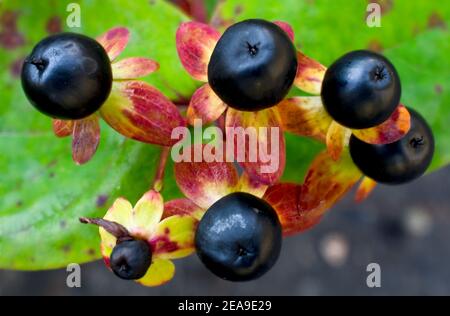 Europe, Allemagne, Hesse, Marburg, jardin botanique de l'Université Philipps sur la Lahnberge, baies de millepertuis (Hypericum patulum) Banque D'Images