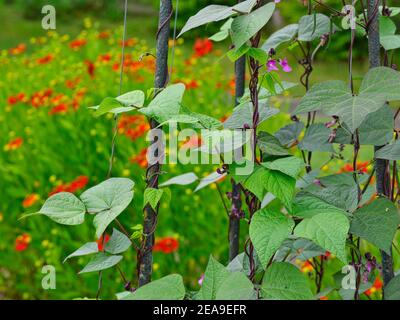 Europe, Allemagne, Hesse, Marburg, jardin botanique de l'Université de Philipps sur les montagnes de Lahn, tendrils de haricots dans le jardin de cuisine Banque D'Images