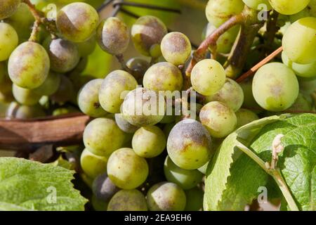 Les grappes de raisins touchées par le mildiou poudreux ou l'oïdium. Raisins pourris affectés par la maladie fongique. Banque D'Images