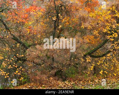 Europe, Allemagne, Hesse, Marburg, jardin botanique de l'Université Philipps sur les montagnes de Lahn, perruque (Cotinus coggygria) dans les feuilles d'automne Banque D'Images