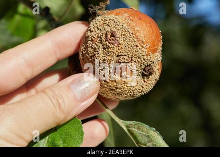 Main femelle tenant une pomme pourrie. Fruits infectés par la pomme Monilia fructigena Banque D'Images