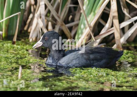 Cuist eurasien, Fulica atra, nage adulte sur l'eau, Norfolk, Royaume-Uni Banque D'Images