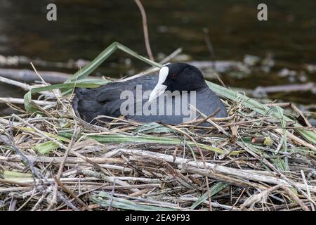 Coot eurasien, Fulica atra, adulte assis sur un nid sur l'eau, Norfolk, Angleterre, Royaume-Uni Banque D'Images