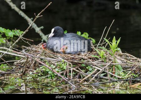 Coot eurasien, Fulica atra, adulte en nid avec poussin, Norfolk, Angleterre, Royaume-Uni Banque D'Images