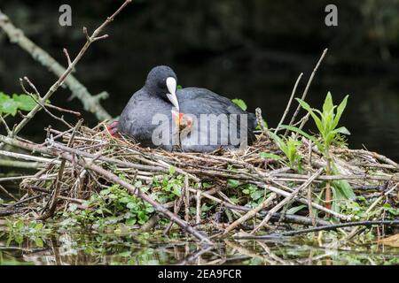 Coot eurasien, Fulica atra, adulte en nid avec poussin, Norfolk, Angleterre, Royaume-Uni Banque D'Images