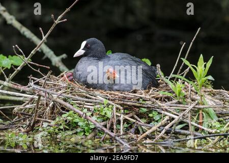 Coot eurasien, Fulica atra, adulte en nid avec poussin, Norfolk, Angleterre, Royaume-Uni Banque D'Images