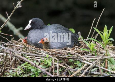 Coot eurasien, Fulica atra, adulte en nid avec poussin, Norfolk, Angleterre, Royaume-Uni Banque D'Images