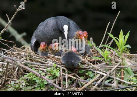 Coot eurasien, Fulica atra, adulte en nid avec poussins, Norfolk, Angleterre, Royaume-Uni Banque D'Images