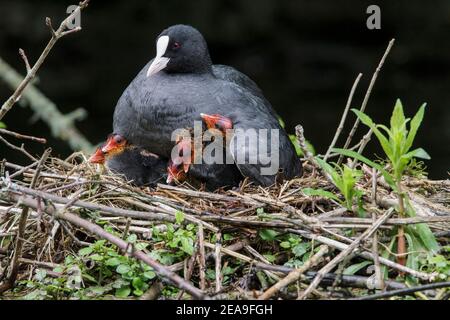 Coot eurasien, Fulica atra, adulte en nid avec poussins, Norfolk, Angleterre, Royaume-Uni Banque D'Images