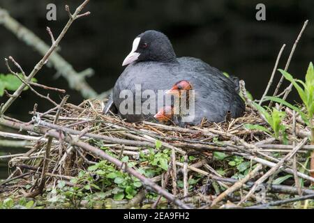 Coot eurasien, Fulica atra, adulte en nid avec poussins, Norfolk, Angleterre, Royaume-Uni Banque D'Images