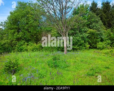 Europe, Allemagne, Hesse, Marburg, jardin botanique de l'Université de Philipps sur les montagnes de Lahn, prairie florissante d'herbes de montagne dans l'Alpinum Banque D'Images