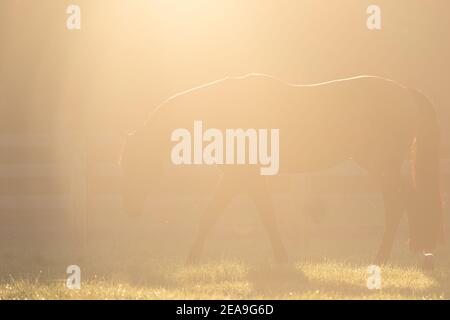 Un cheval est à peine visible dans cette photo intentionnellement surexposée. Des reflets chauds apparaissent à l'arrière. La source lumineuse est supérieure à. Banque D'Images